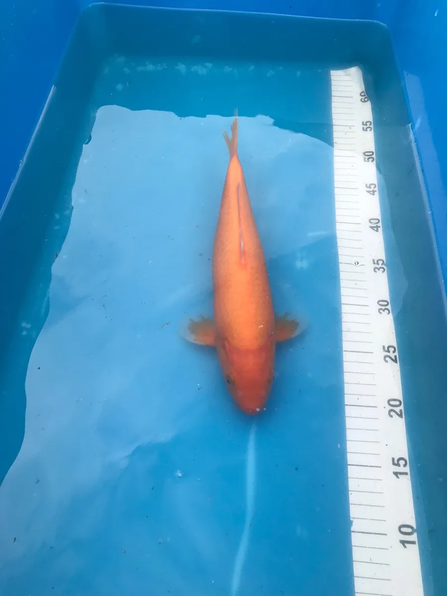 Japanese koi - Image 4