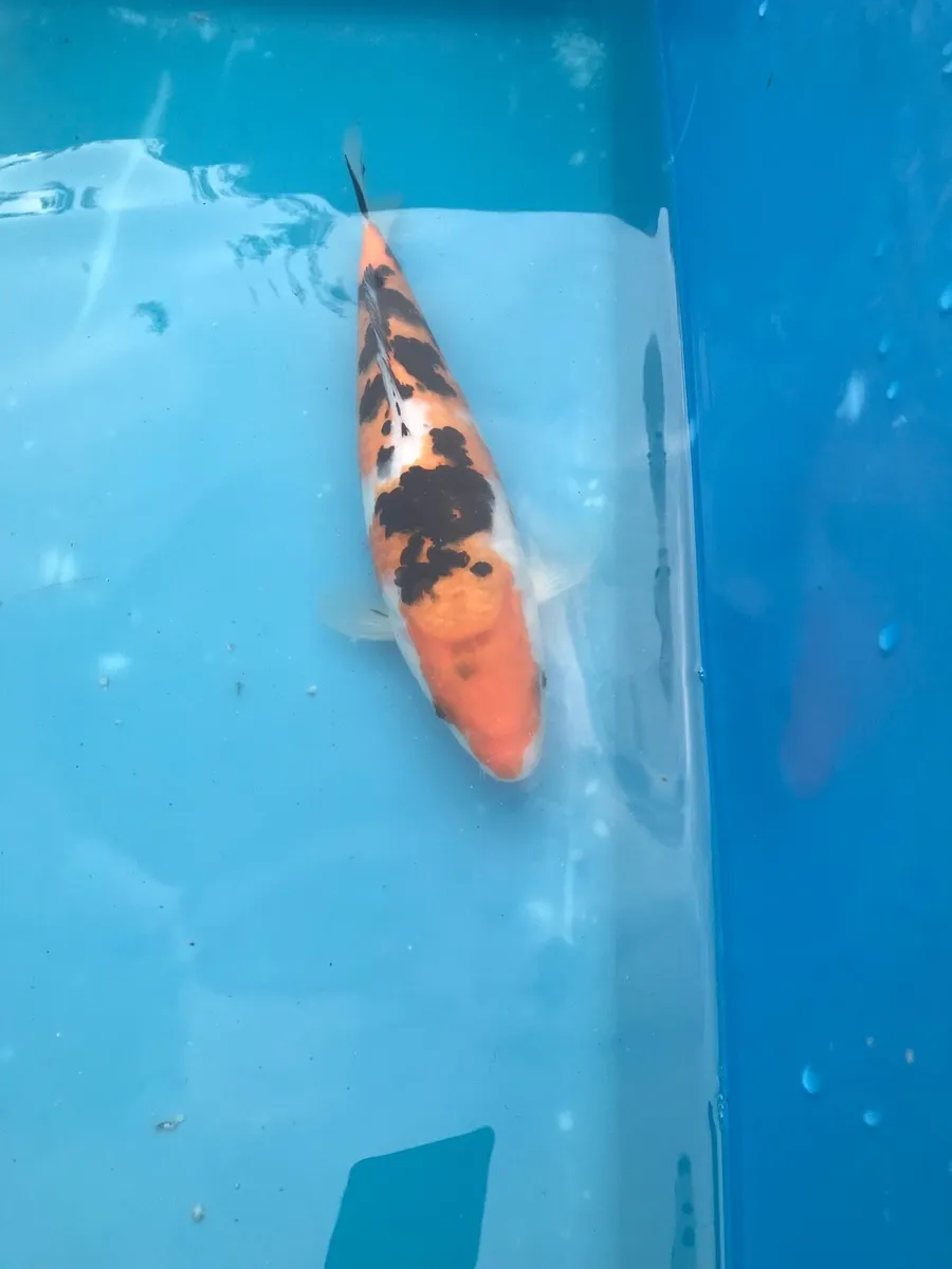 Japanese koi - Image 2