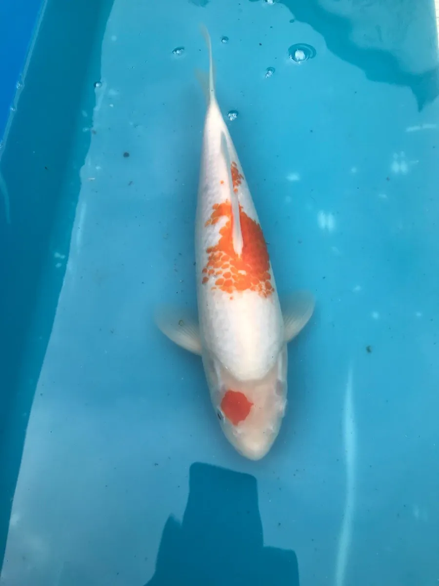 Japanese koi - Image 3