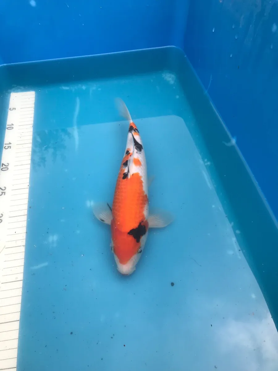 Japanese koi - Image 4