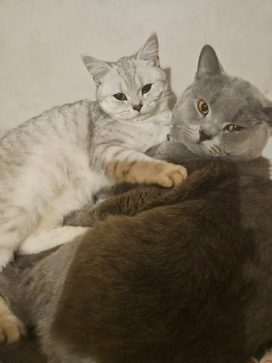 Brithsh Shorthair kittens no time wasters - Image 4