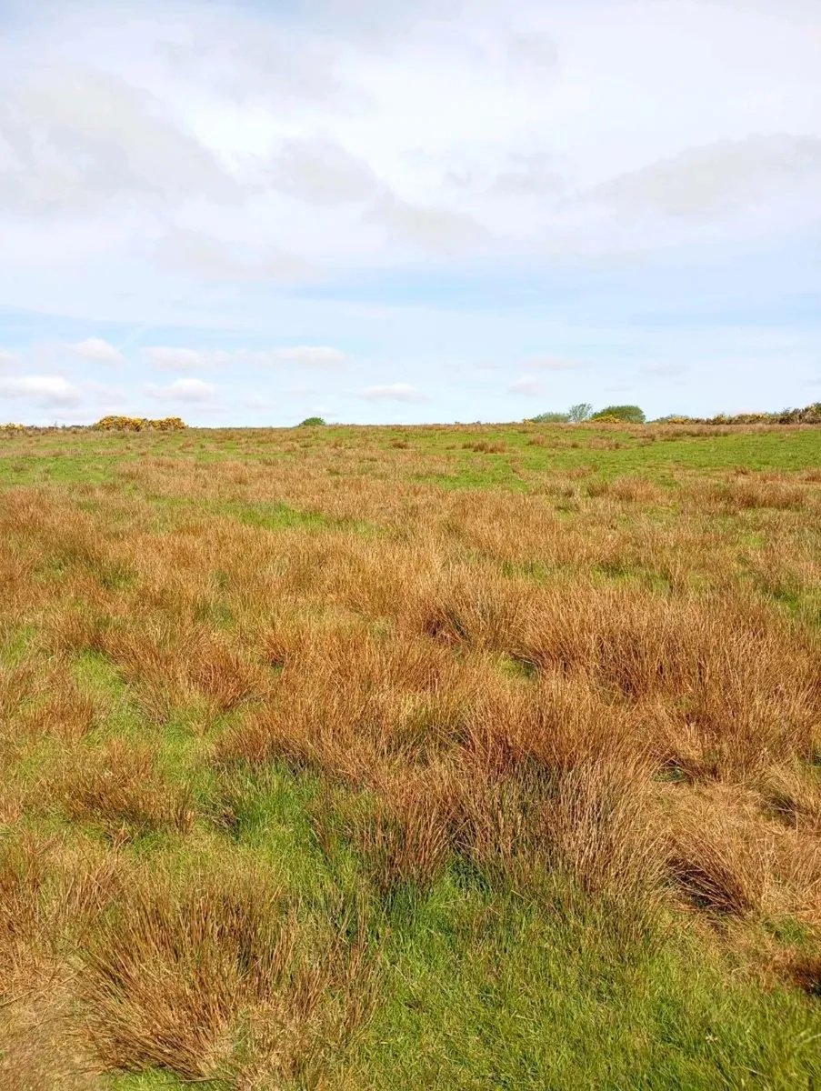 Weedlicking + Spraying - Image 2