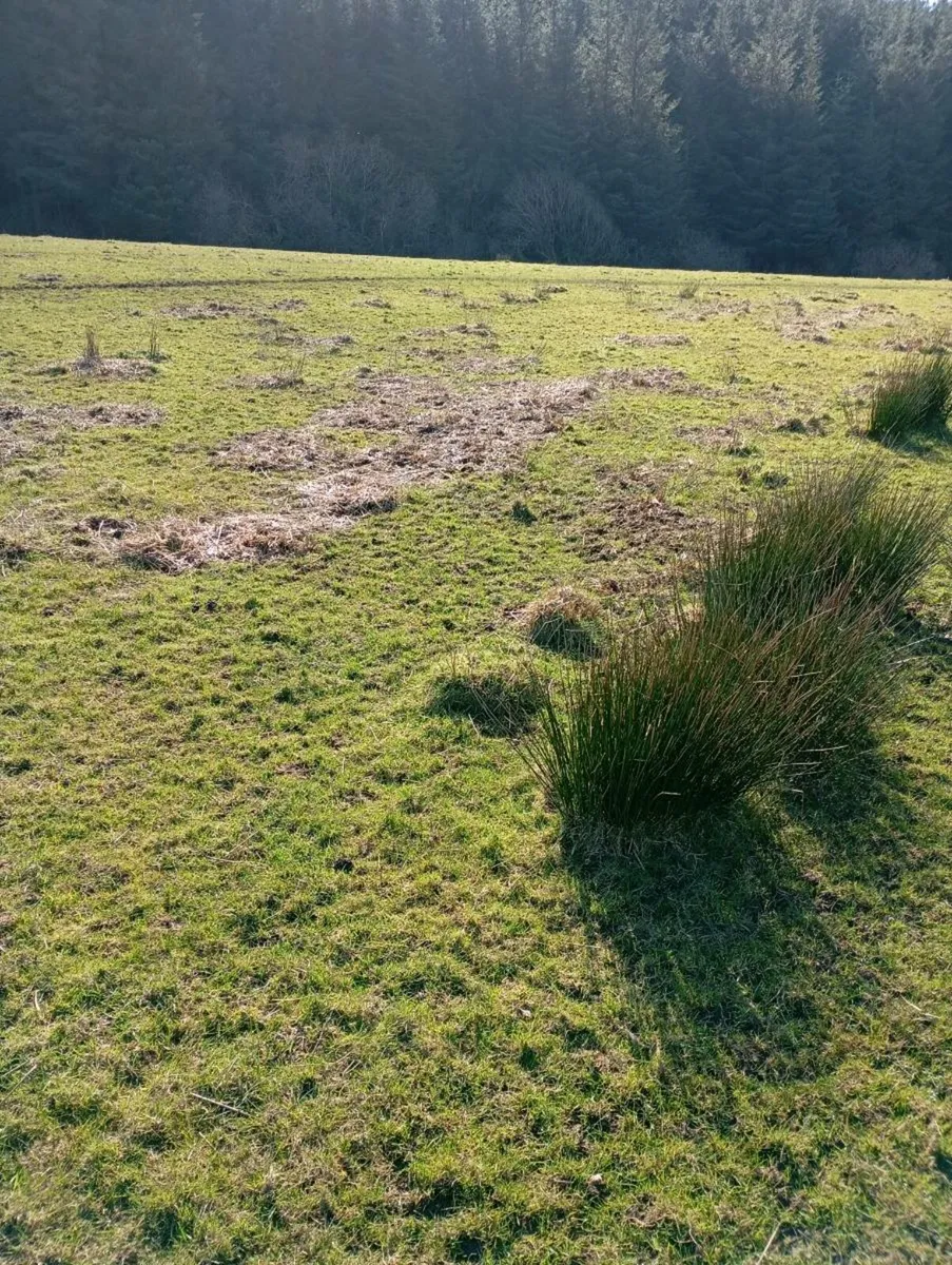 Weedlicking + Spraying - Image 3