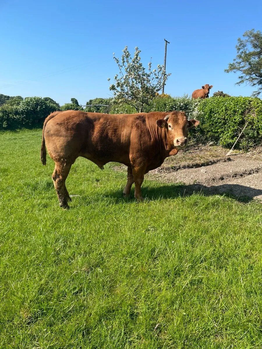 PBR Claddagh Mc Cabe bull - Image 1