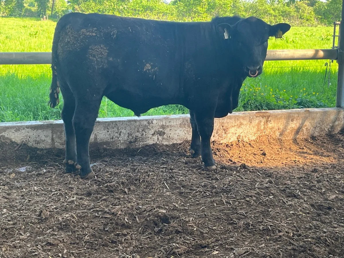 Pedigree Angus bull - Image 1