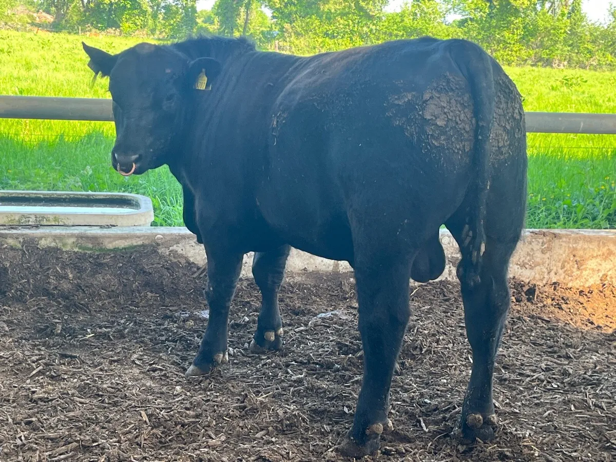 Pedigree Angus bull - Image 2