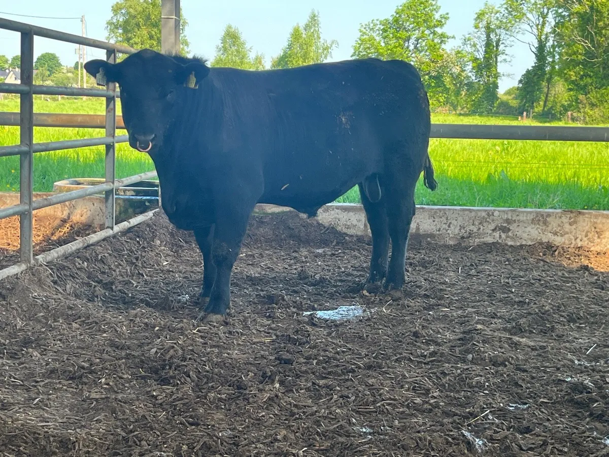 Pedigree Angus bull - Image 4