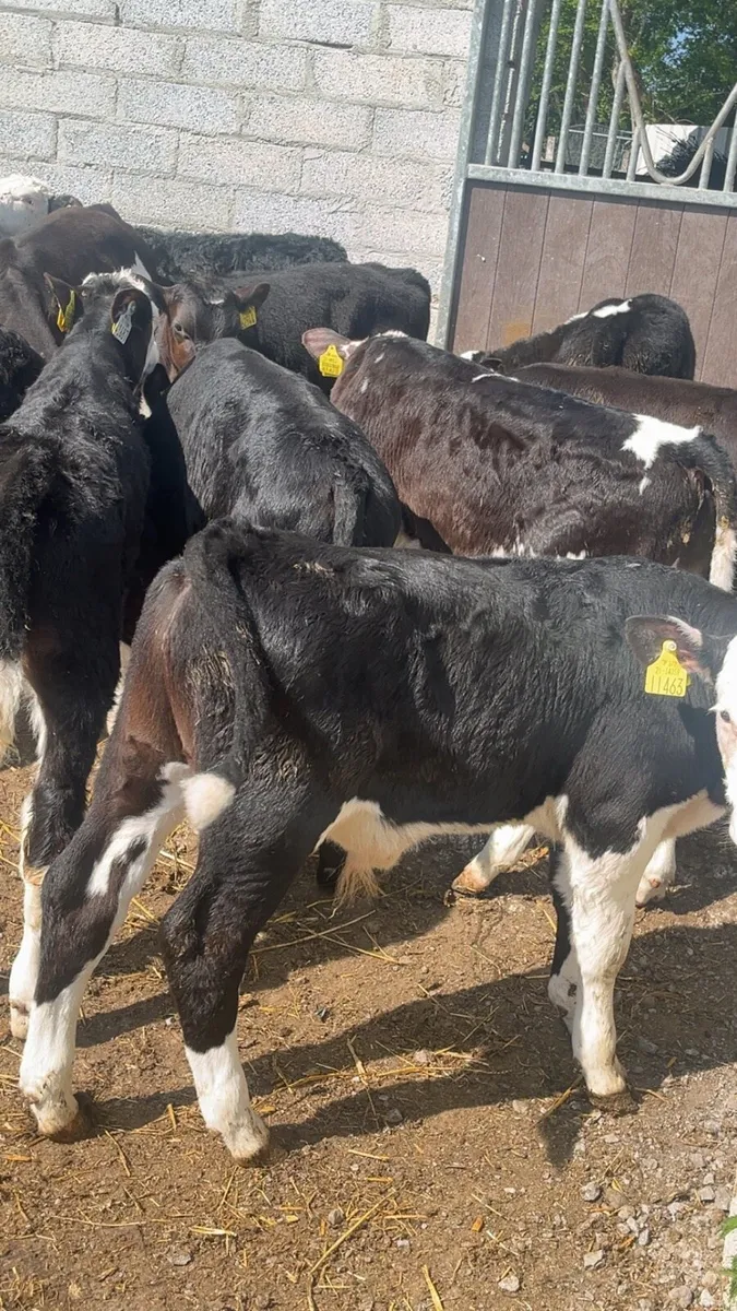 Grass Bull  Calves - Image 1