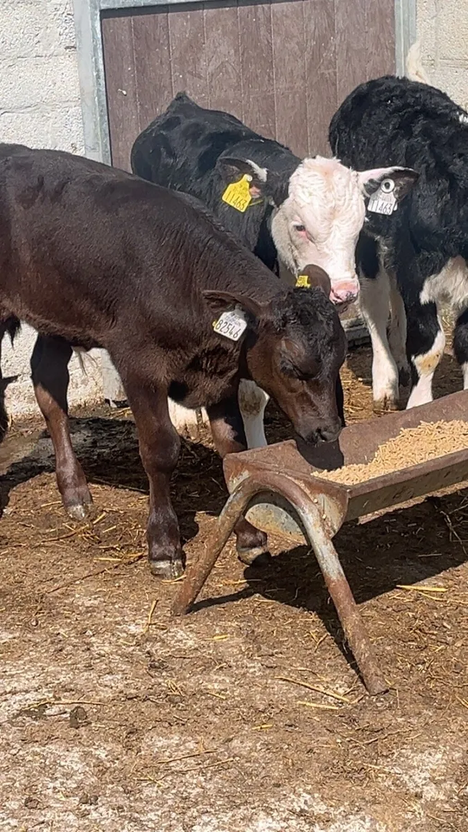Grass Bull  Calves - Image 3