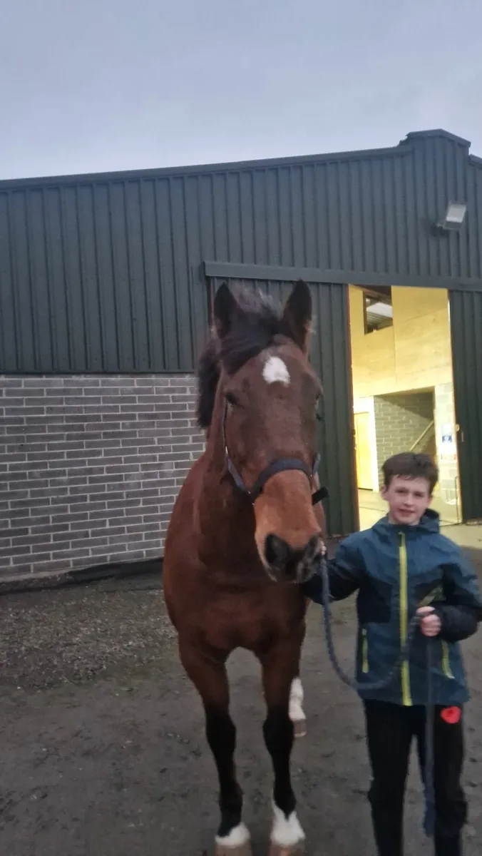 horse - Image 1