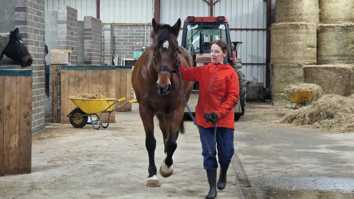 horse - Image 2