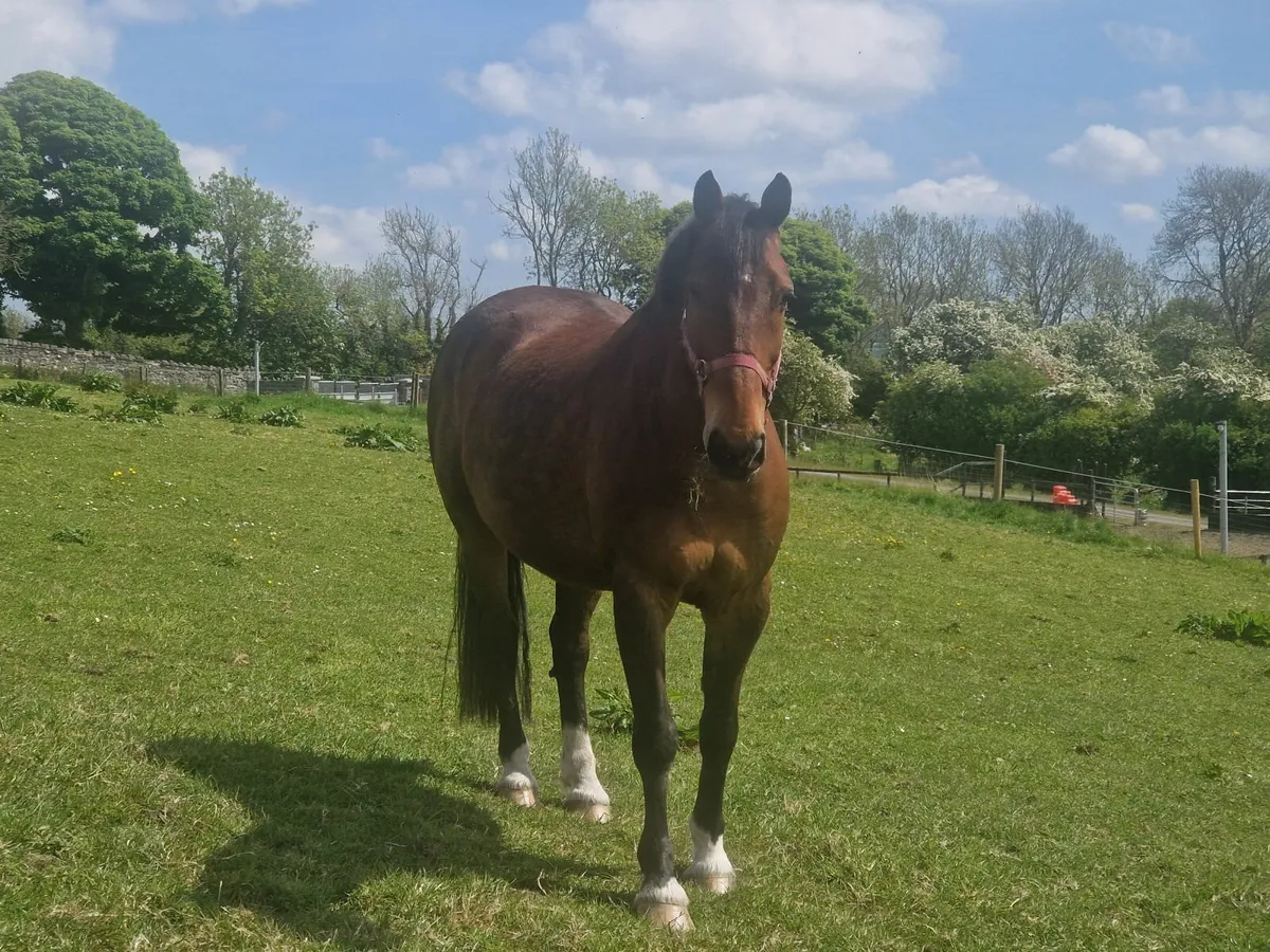 horse - Image 3