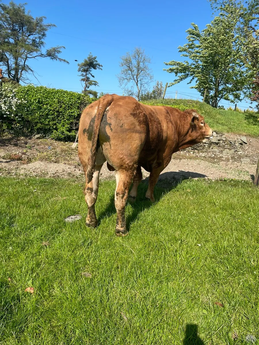 PBR Claddagh Mc Cabe bull - Image 2
