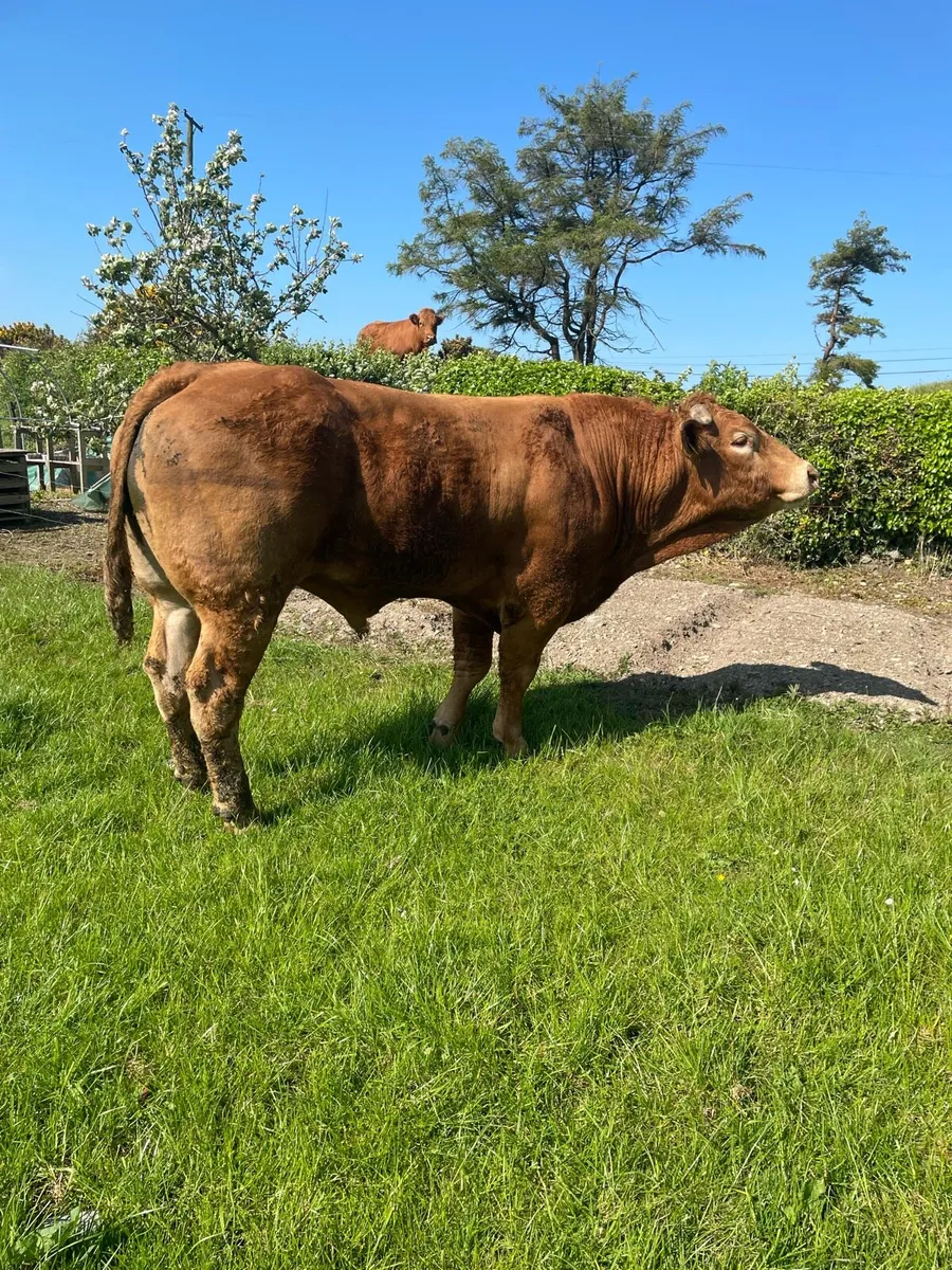 PBR Claddagh Mc Cabe bull - Image 3