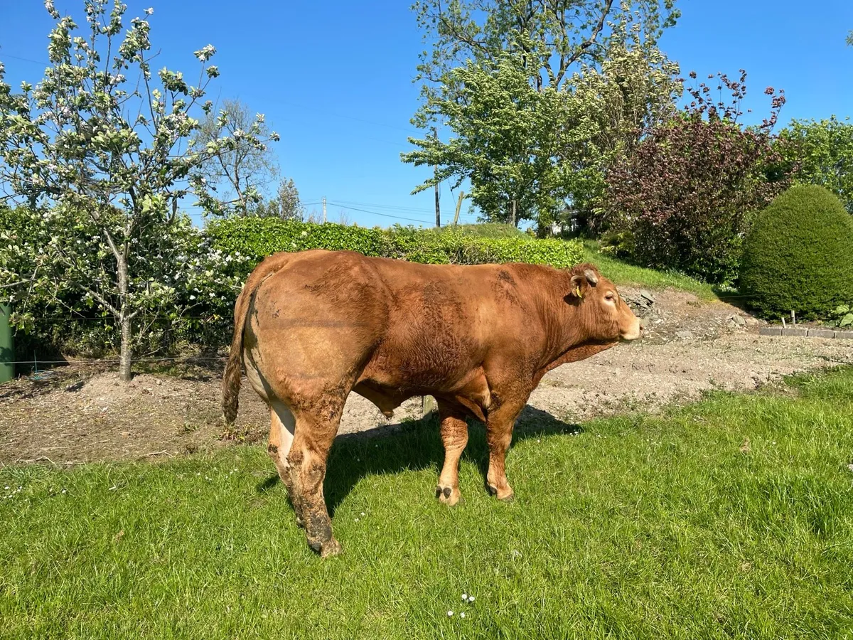 PBR Claddagh Mc Cabe bull - Image 4
