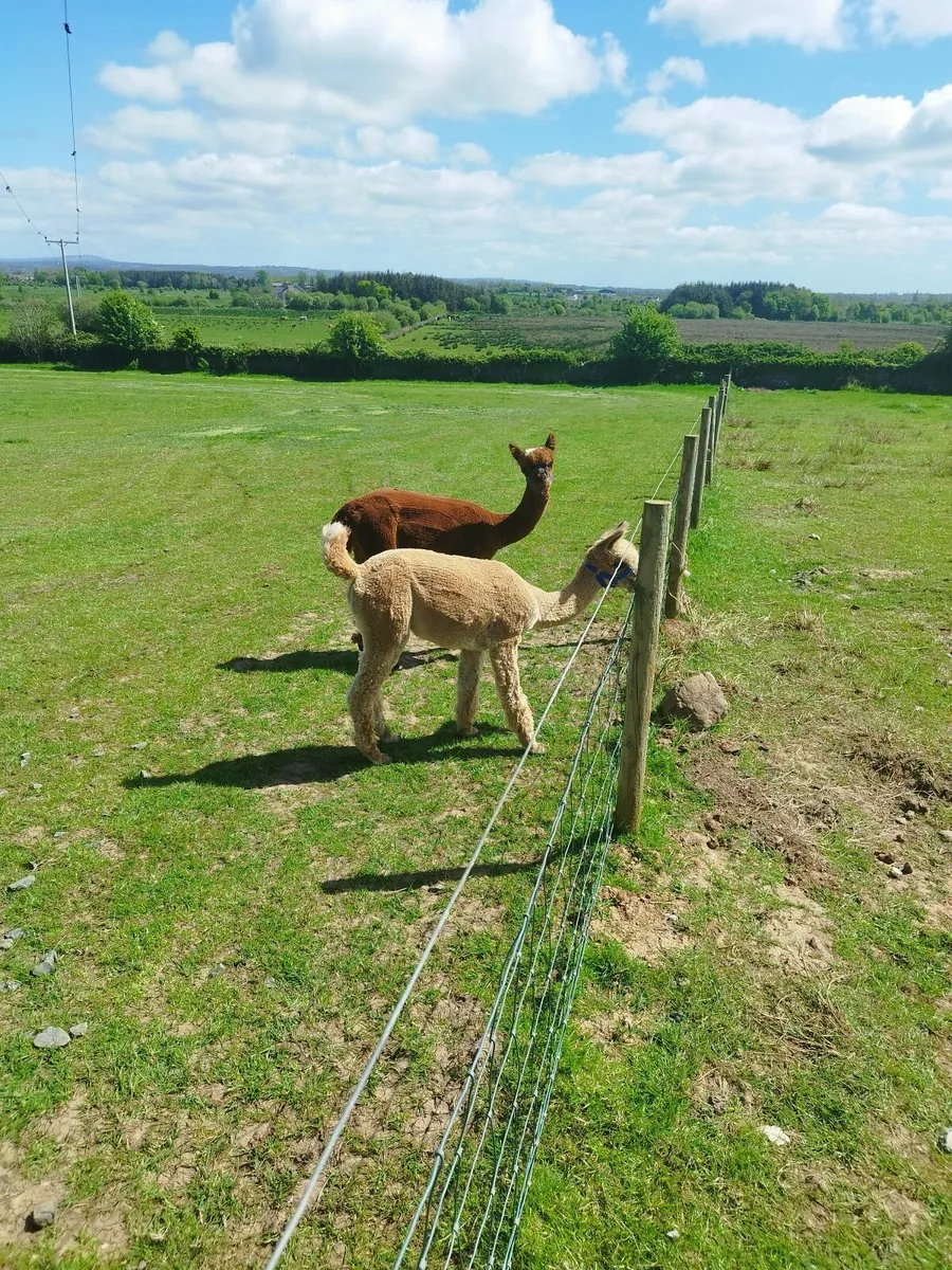 Alpacas - Image 1