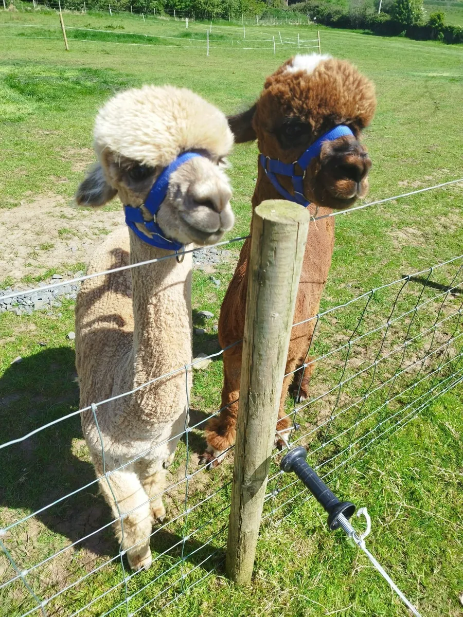 Alpacas - Image 2