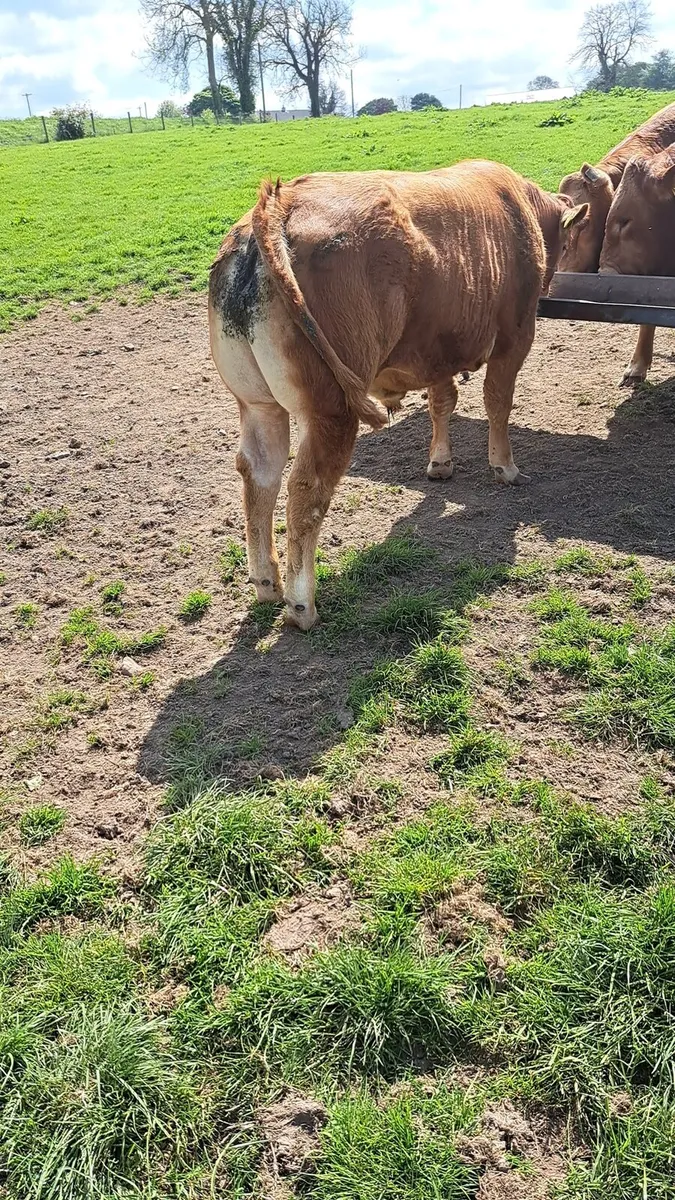 Pedigree limousin bull - Image 2