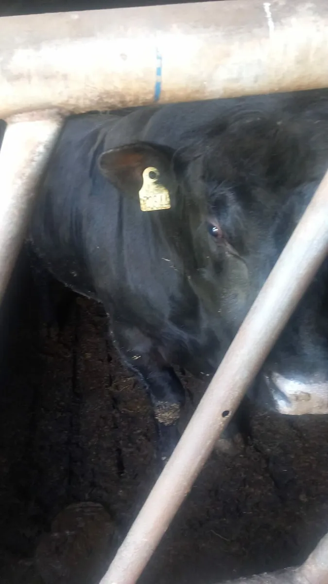 PBR AA BULL - Image 2