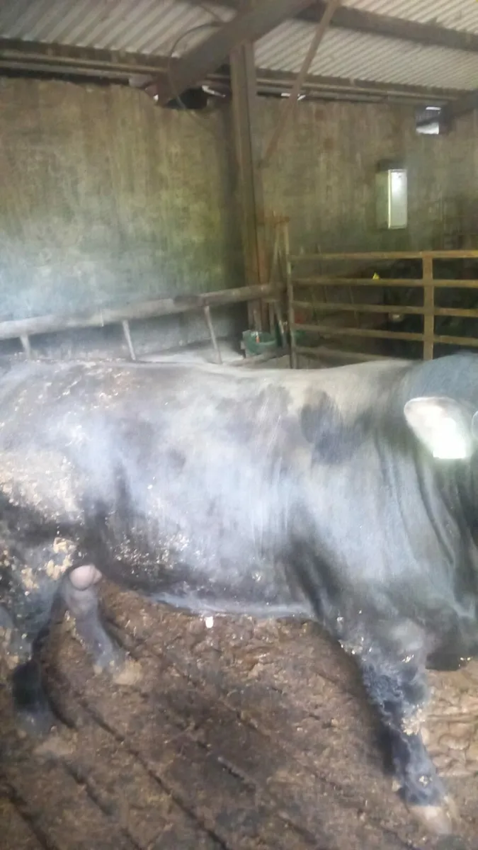 PBR AA BULL - Image 1