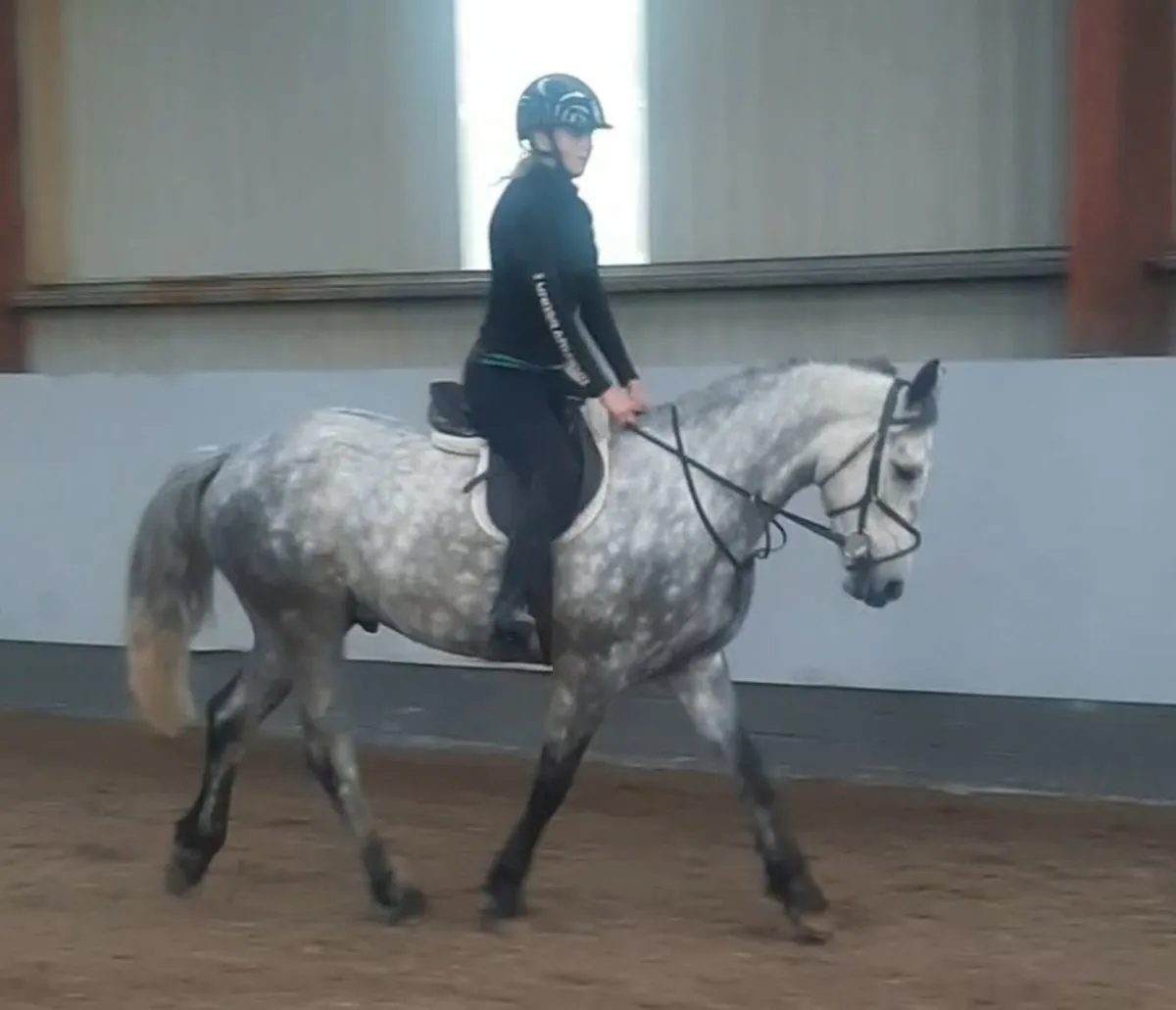 Lot 158 Clifden Friday....4 yr old Gelding - Image 1