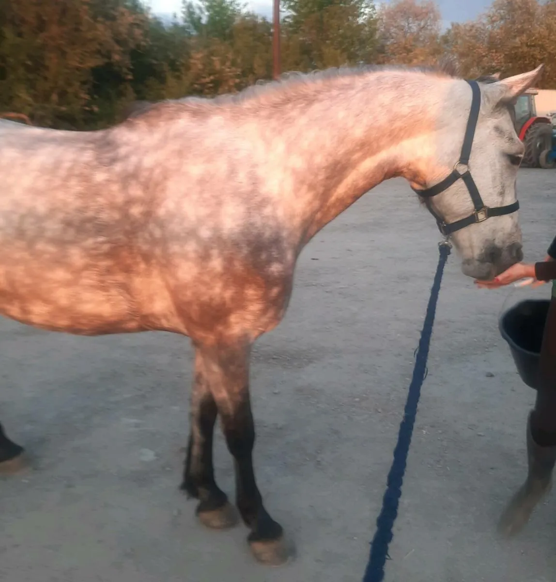Lot 158 Clifden Friday....4 yr old Gelding - Image 4