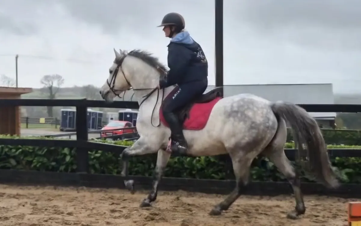 Connemara Gelding - Image 1