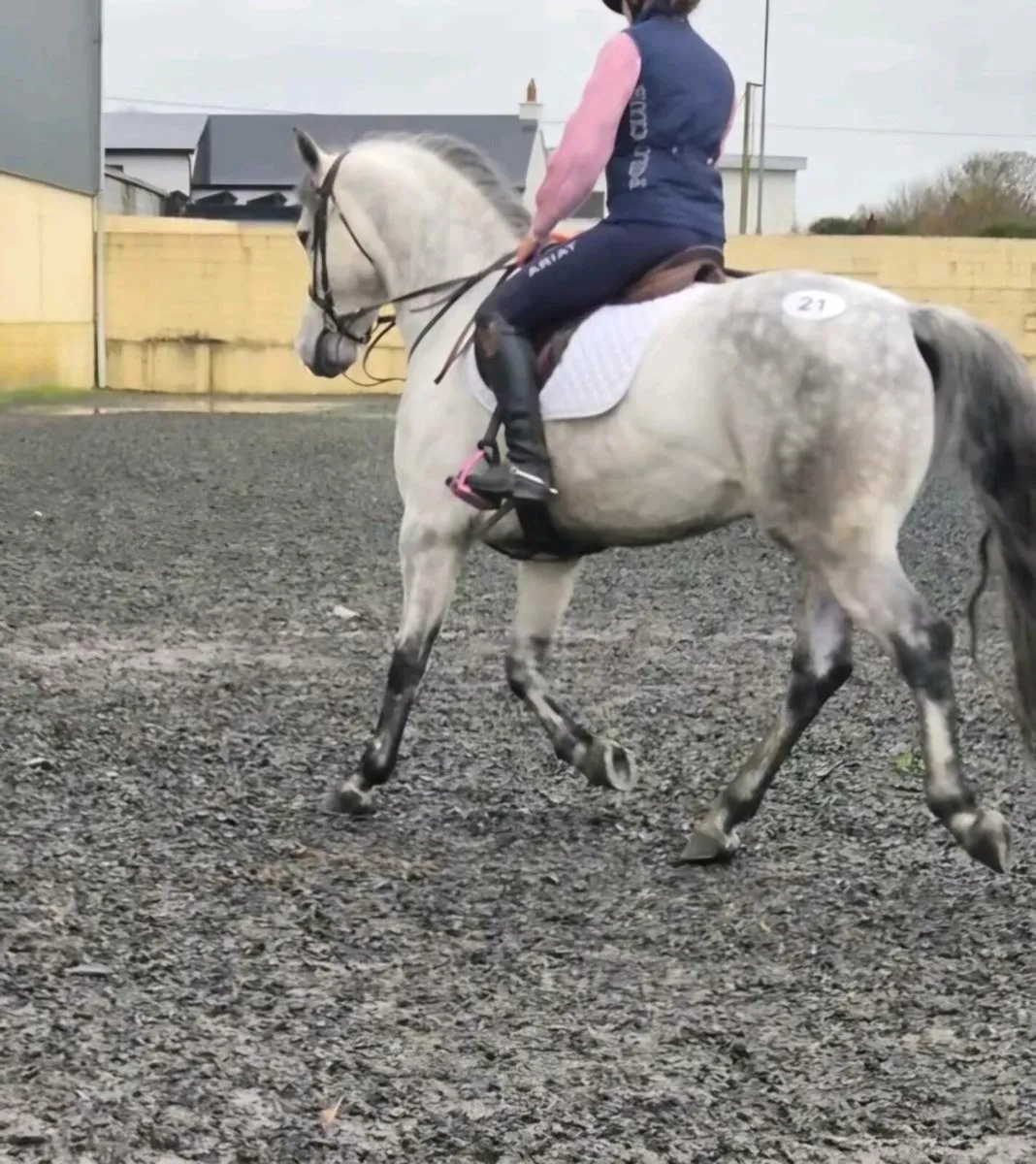 Connemara Gelding - Image 3