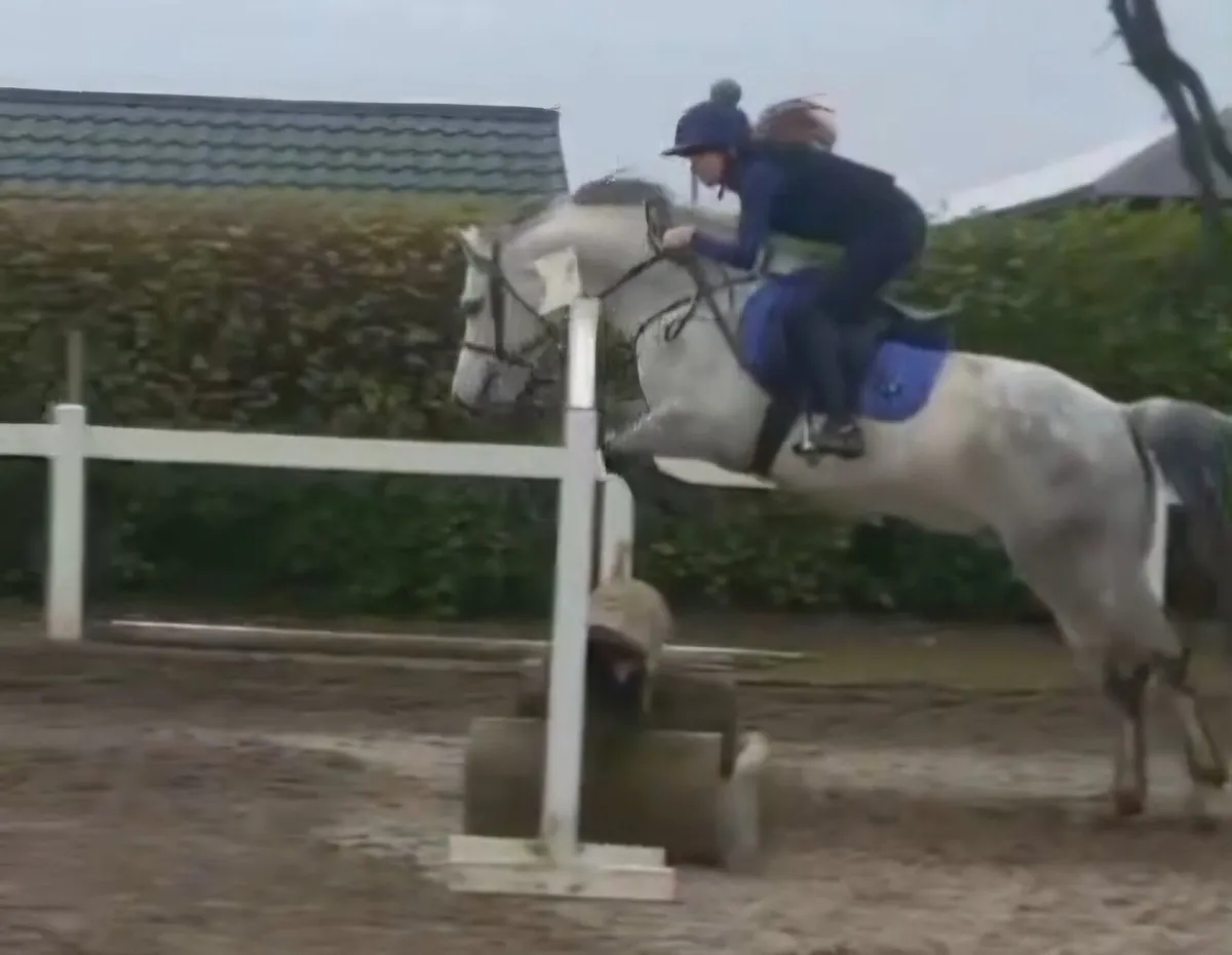 Connemara Gelding - Image 4