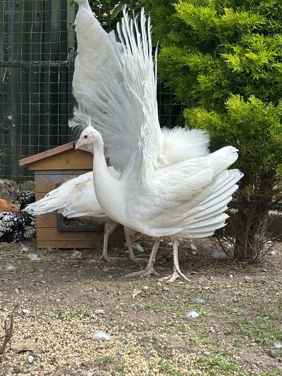 White pea cocks - Image 1