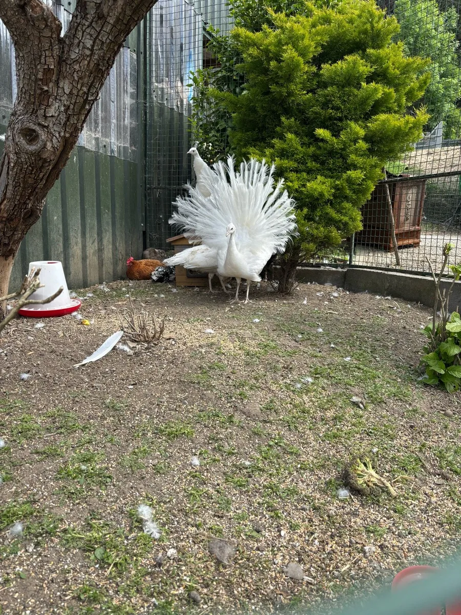 White pea cocks - Image 2