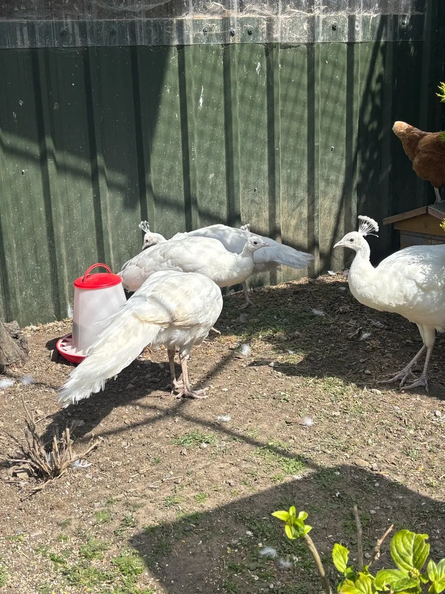 White pea cocks - Image 3