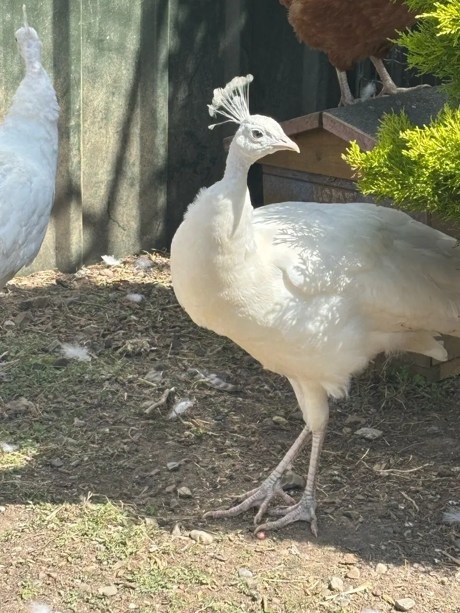 White pea cocks - Image 4