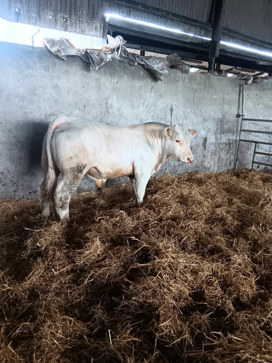 Bull - Image 1