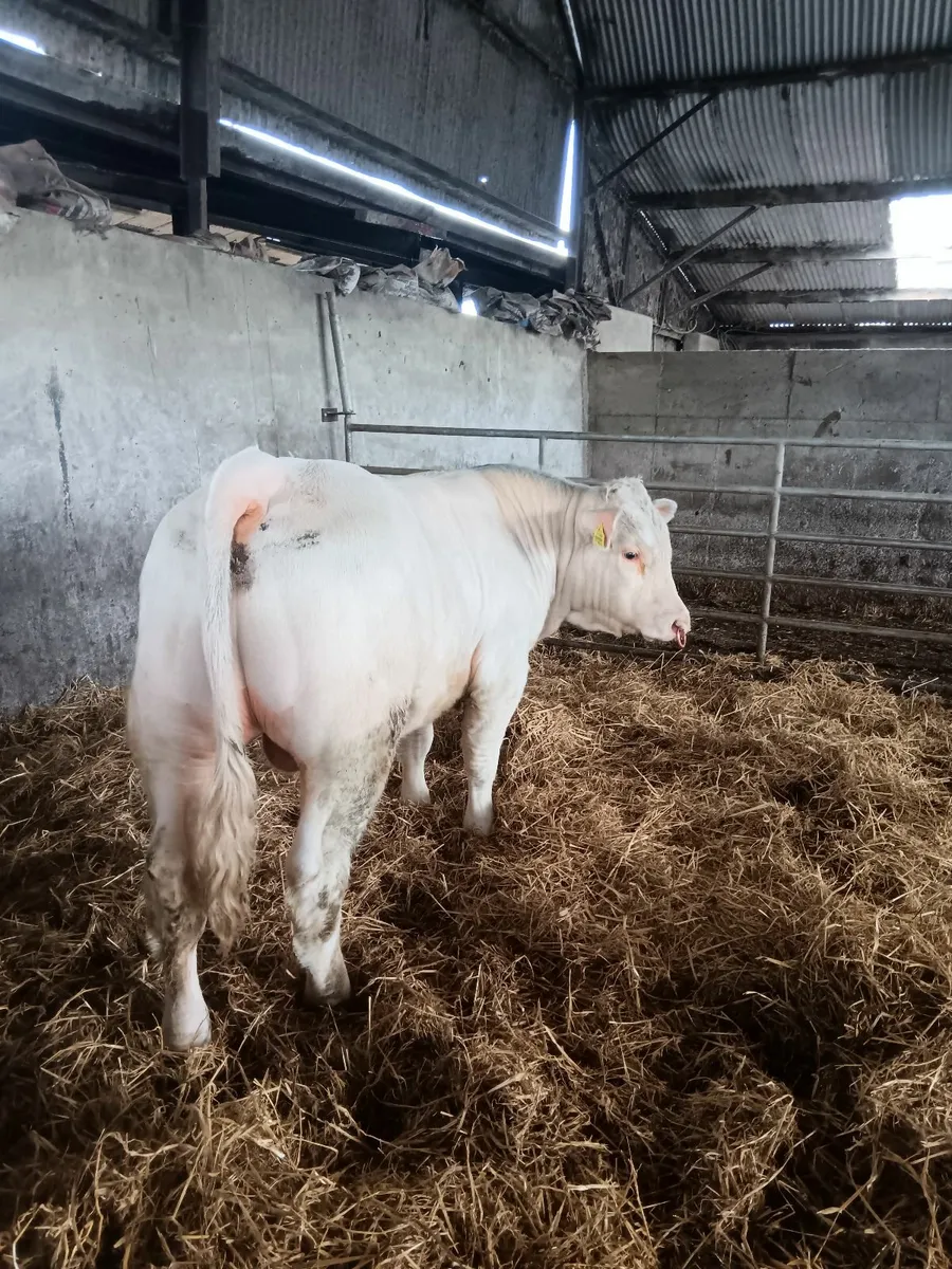 Bull - Image 2