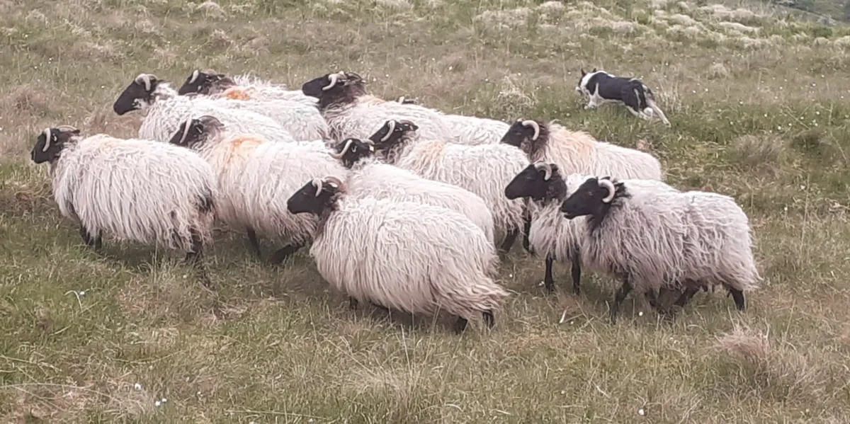 💥💥💥 Mayo/Connemara Blackface Hoggs💥💥💥 - Image 2