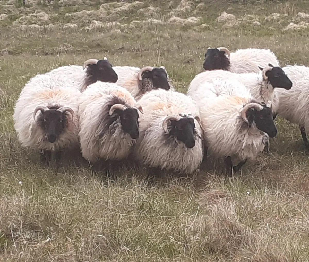 💥💥💥 Mayo/Connemara Blackface Hoggs💥💥💥 - Image 1