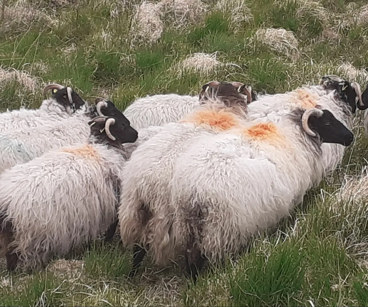 💥💥💥 Mayo/Connemara Blackface Hoggs💥💥💥 - Image 3