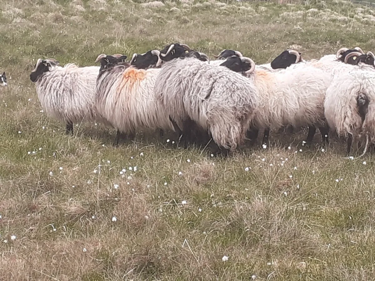 💥💥💥 Mayo/Connemara Blackface Hoggs💥💥💥 - Image 4
