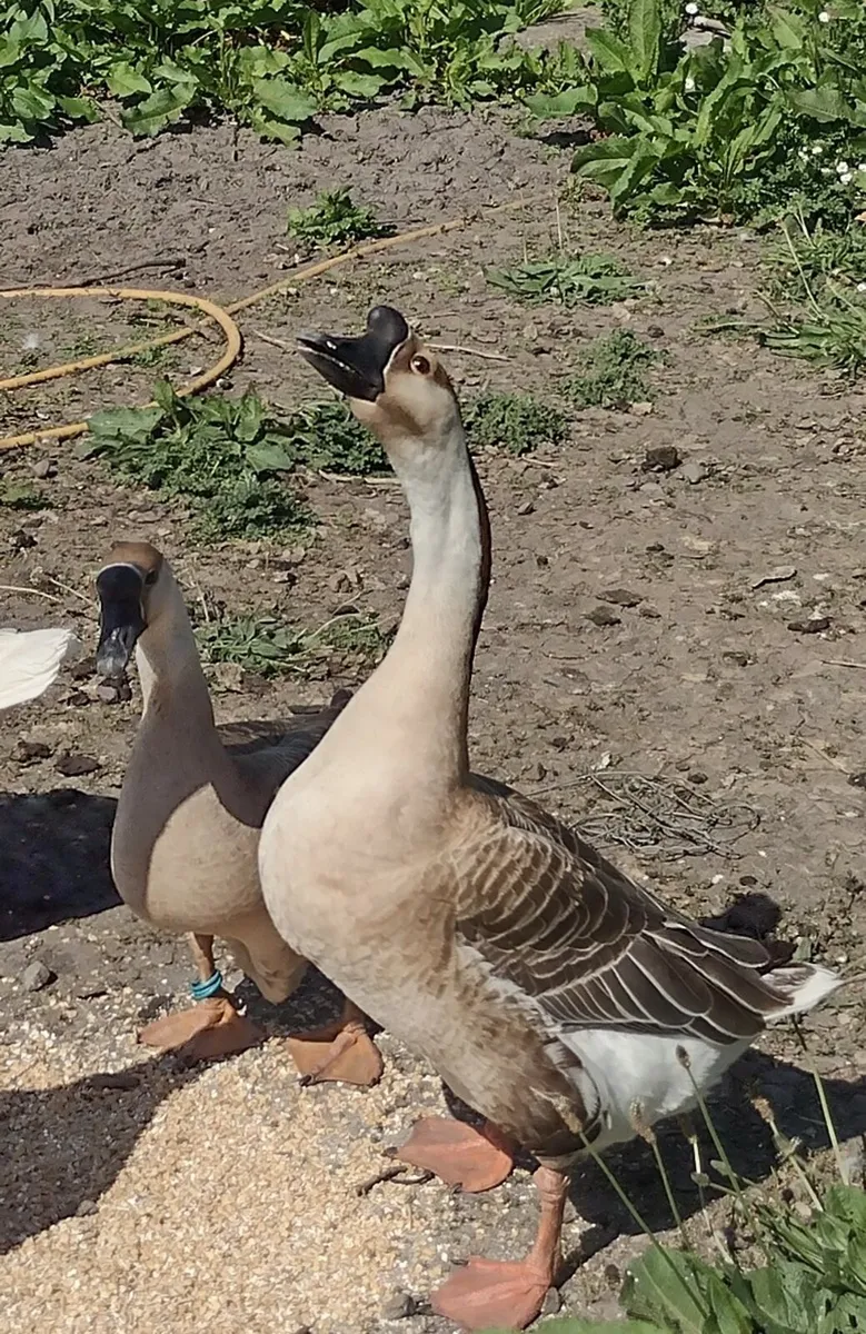 Chinese geese - breeding pair - Image 1