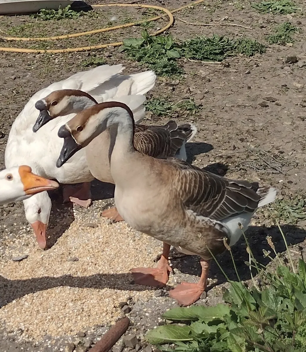 Chinese geese - breeding pair - Image 2