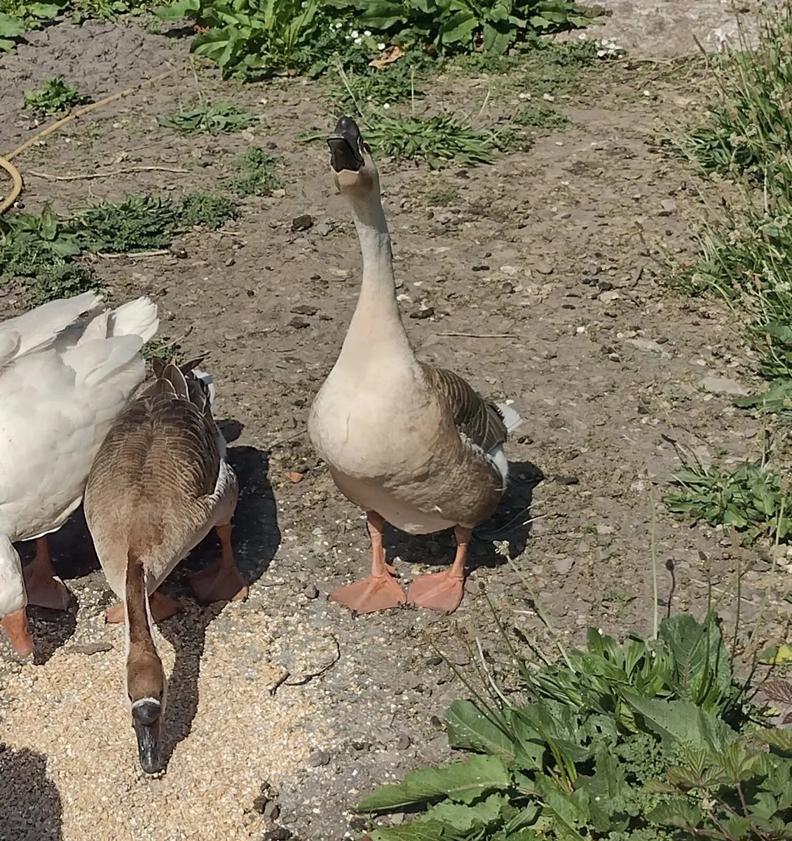 Chinese geese - breeding pair - Image 3