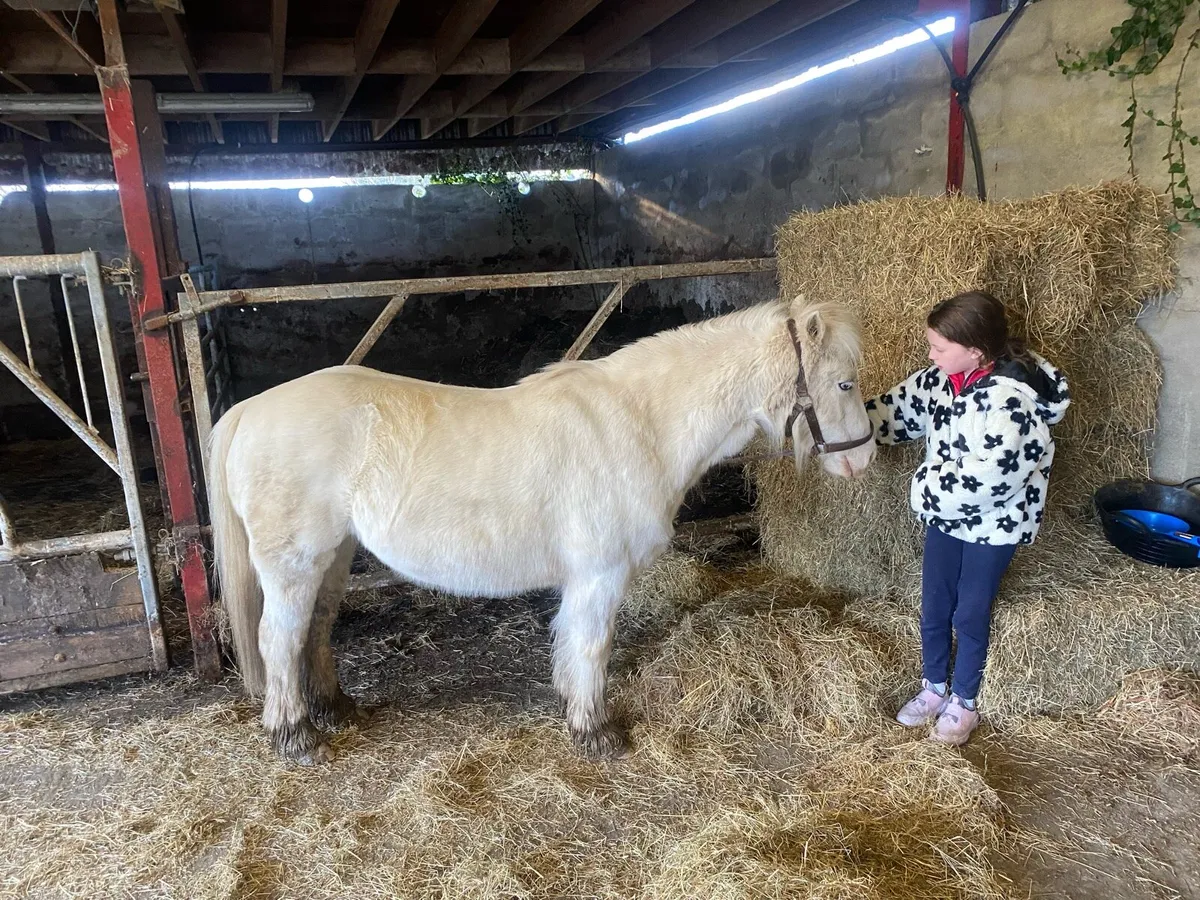 11.1 hands beautiful pony - Image 3