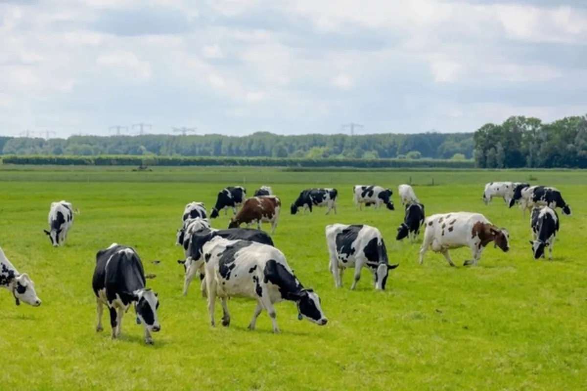 Relief milking