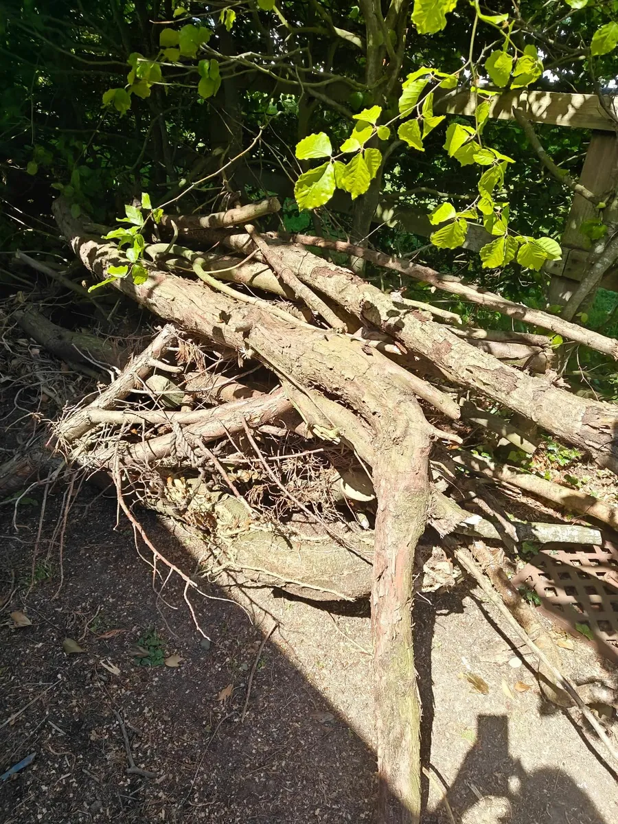 Kindling/firewood - Image 3