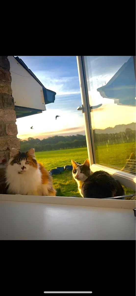 2 Female Cats free to good home - Image 1