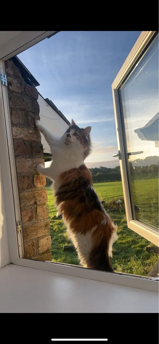 2 Female Cats free to good home - Image 2