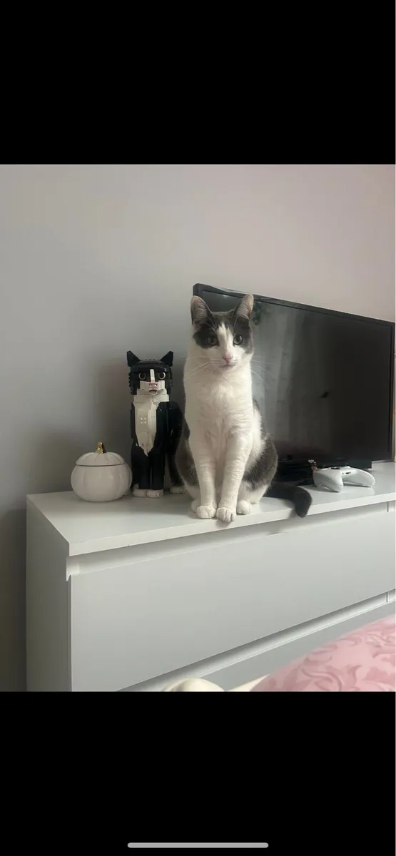 2 Female Cats free to good home - Image 3