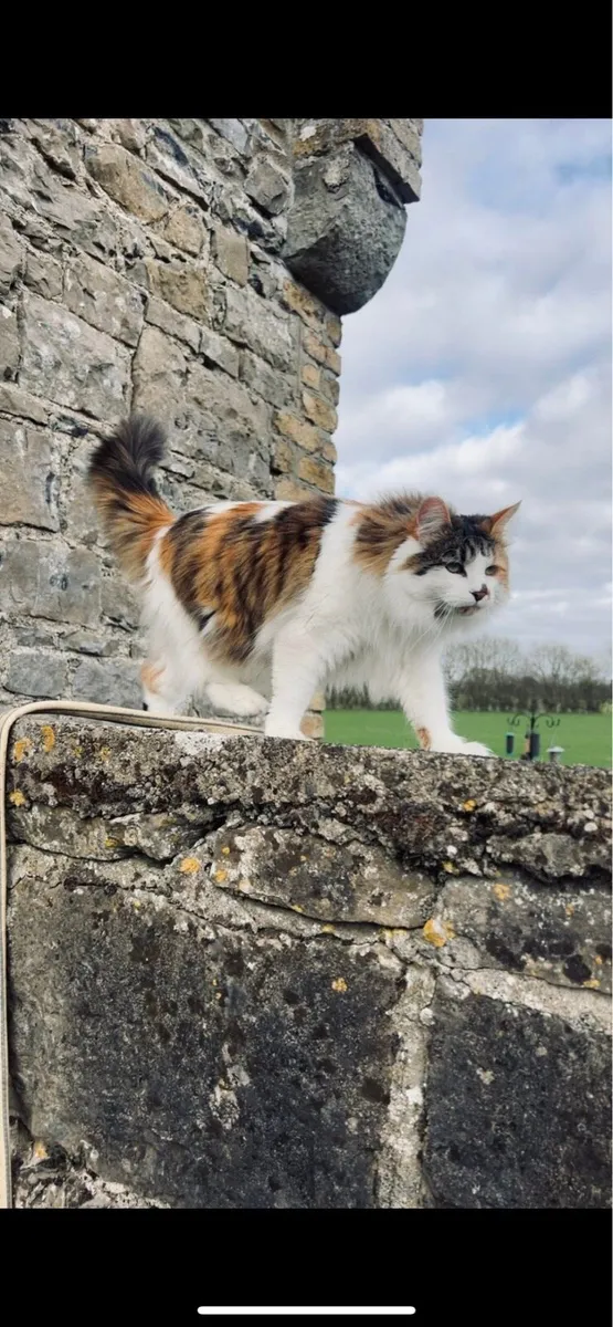 2 Female Cats free to good home - Image 4