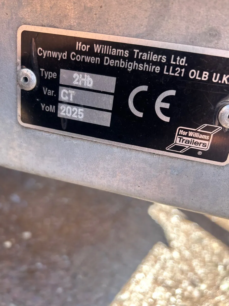 New 2025  iforwilliams  ct177 - Image 3